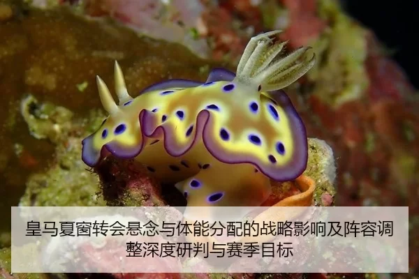 皇马夏窗转会悬念与体能分配的战略影响及阵容调整深度研判与赛季目标